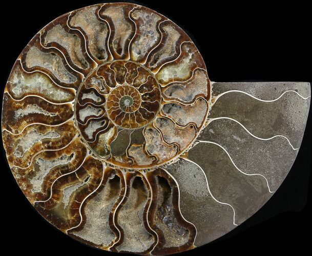 Cut Ammonite Fossil (Half) - Agatized #43649